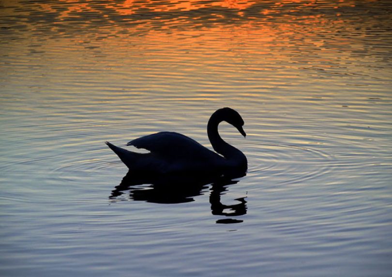 Black Swan theory and organisational resilience